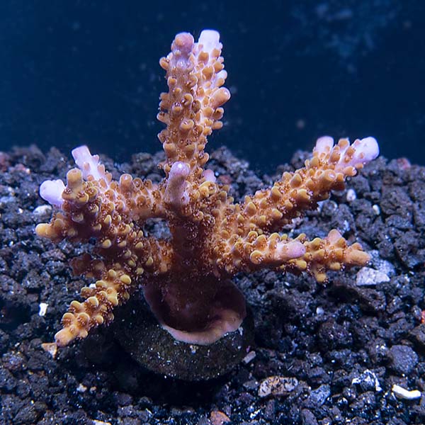 ORA® Aquacultured Skinny Miami Acropora Coral ORA® Aquacultured Skinny Miami Acropora Coral