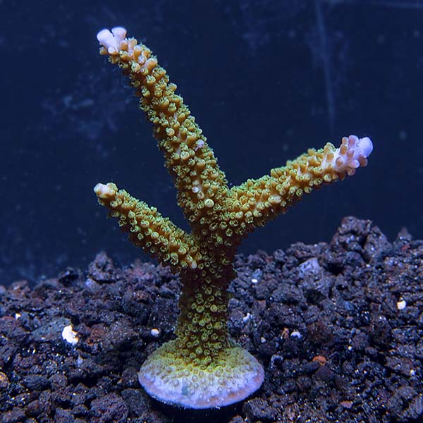 Stuber Acropora Coral, Aquacultured ORA® Stuber Acropora Coral, Aquacultured ORA®