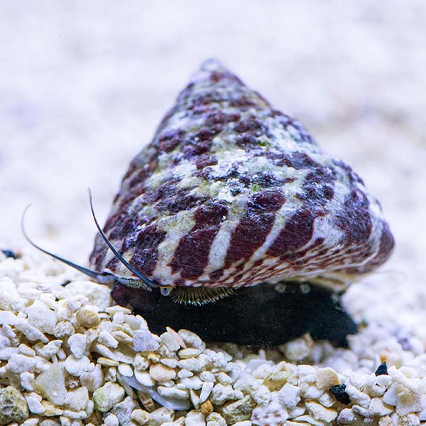 Banded Trochus Snail