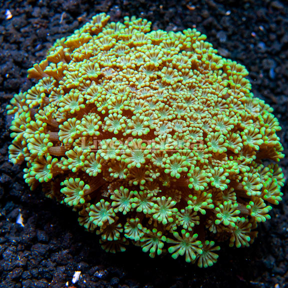 Alveopora Coral