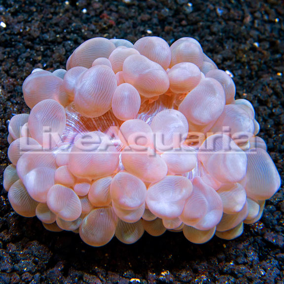 Bubble Coral