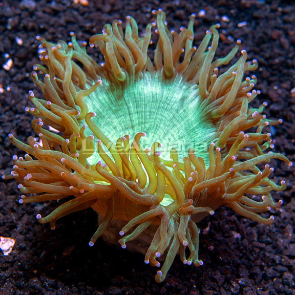 Elegance Coral