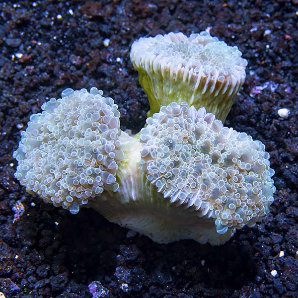 Frogspawn Coral, Thick Branched