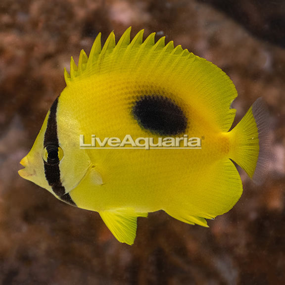 Mirror Butterflyfish EXPERT ONLY