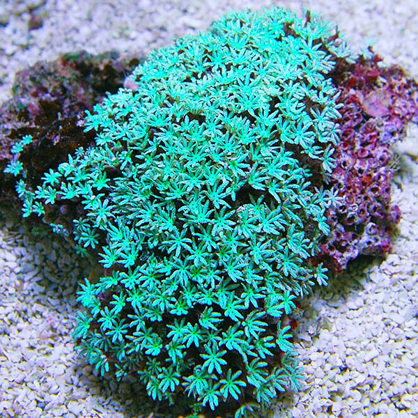 Green Pipe Organ Coral Green Pipe Organ Coral