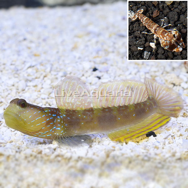Lagoon Shrimp Goby with Tiger Snapping Shrimp