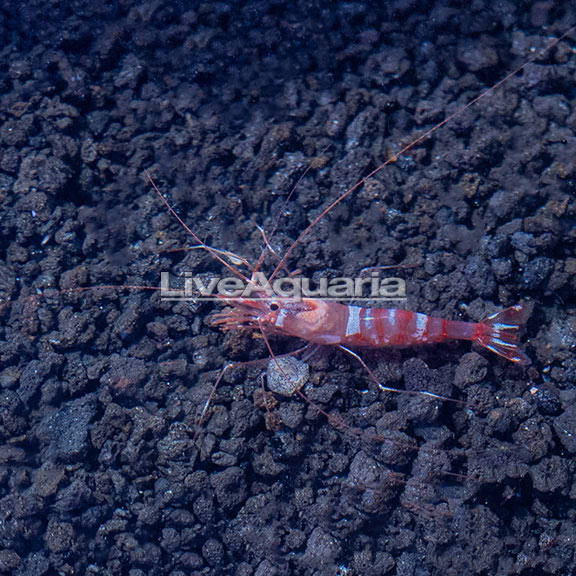 Kuekenthal’s Cleaner Shrimp 