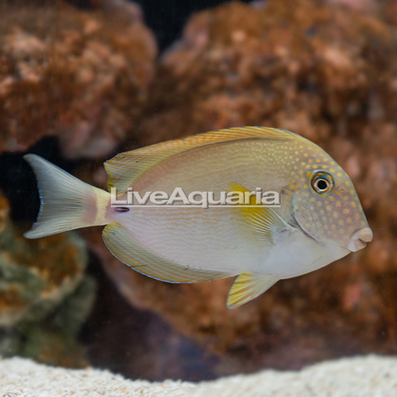 Black-Eared Tang Black-Eared Tang