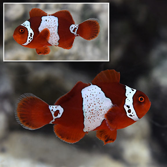 Lightning Maroon Clownfish, Captive-Bred ORA ® Lightning Maroon Clownfish, Captive-Bred ORA ®