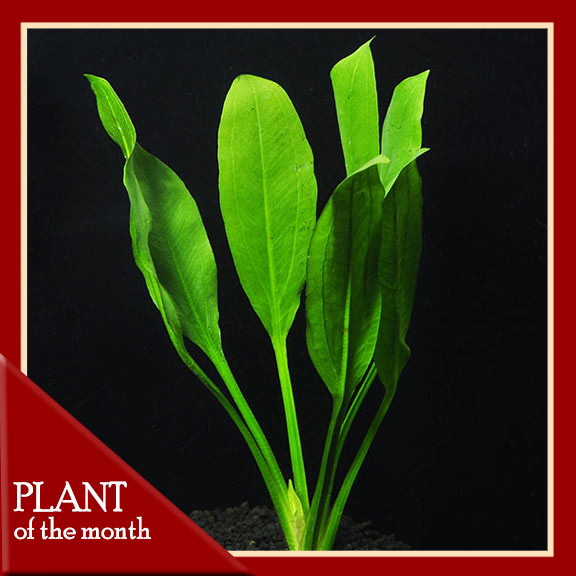 Amazon Sword Plant Amazon Sword Plant