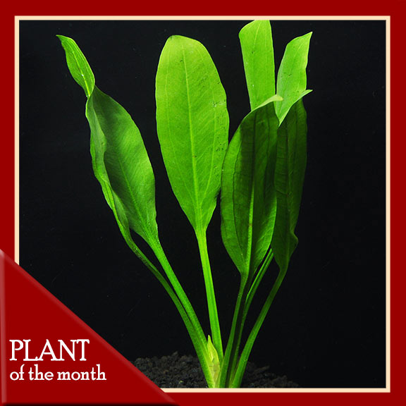 Amazon Sword Plant Amazon Sword Plant