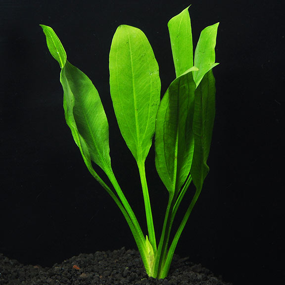 Amazon Sword Aquarium Plant: Aquatic 