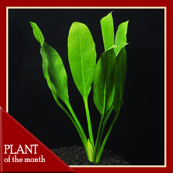 Amazon Sword Plant Amazon Sword Plant