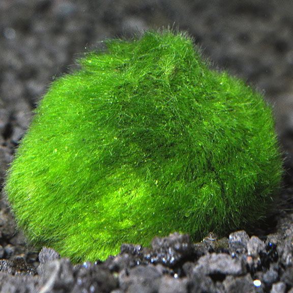 Marimo Moss Ball: Care, Water Parameters & Lighting - Video