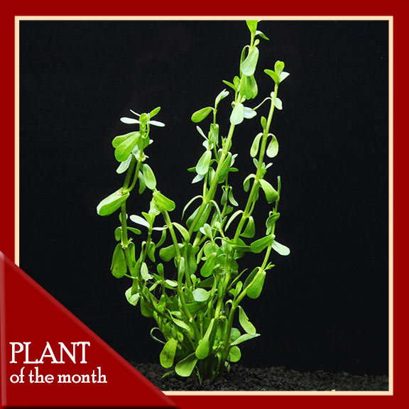 Moneywort Moneywort