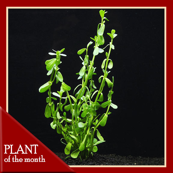 Moneywort Moneywort