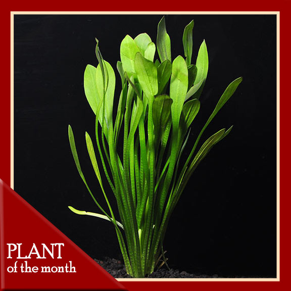 Dwarf Sagittaria Dwarf Sagittaria