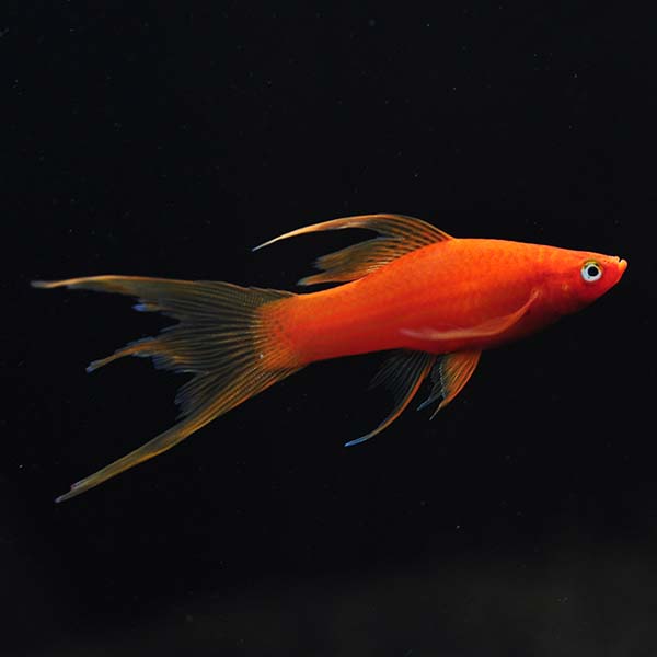 Hi Fin Lyretail Swordtail, Blood Red