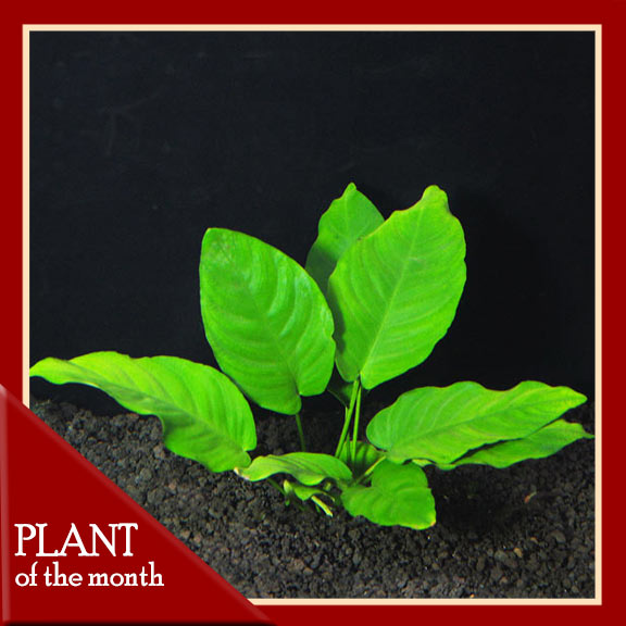 Anubias nana Anubias nana