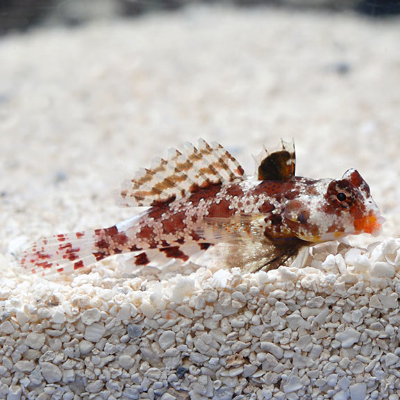 ORA® Captive-Bred Red Scooter Dragonet ORA® Captive-Bred Red Scooter Dragonet