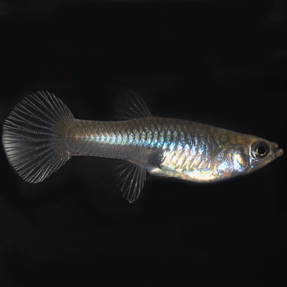 Assorted Guppy Group, Female