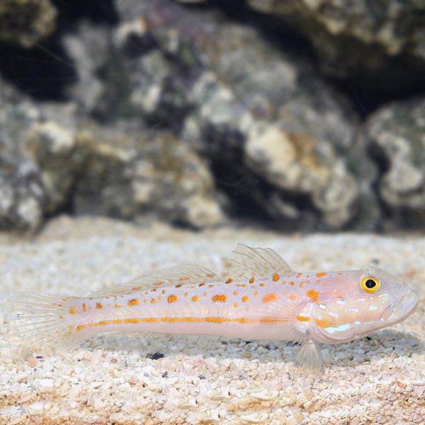 Diamond Watchman Goby