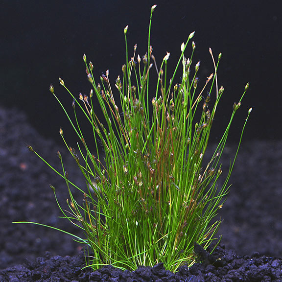 Dwarf Hairgrass