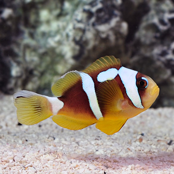 ORA® Captive-Bred Spotcinctus Clownfish ORA® Captive-Bred Spotcinctus Clownfish