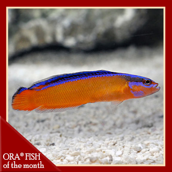 Neon Dottyback, Captive-Bred ORA® Neon Dottyback, Captive-Bred ORA®