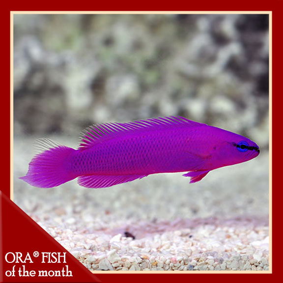Orchid Dottyback, Captive-Bred ORA® Orchid Dottyback, Captive-Bred ORA®