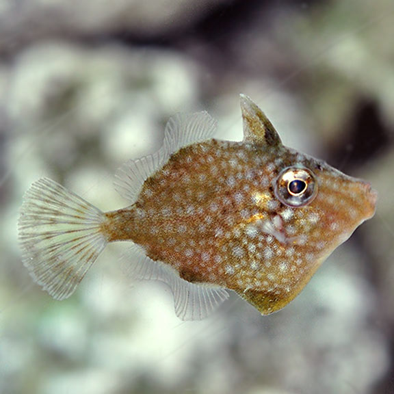 Captive-Bred Whitespotted Pygmy Filefish Captive-Bred Whitespotted Pygmy Filefish