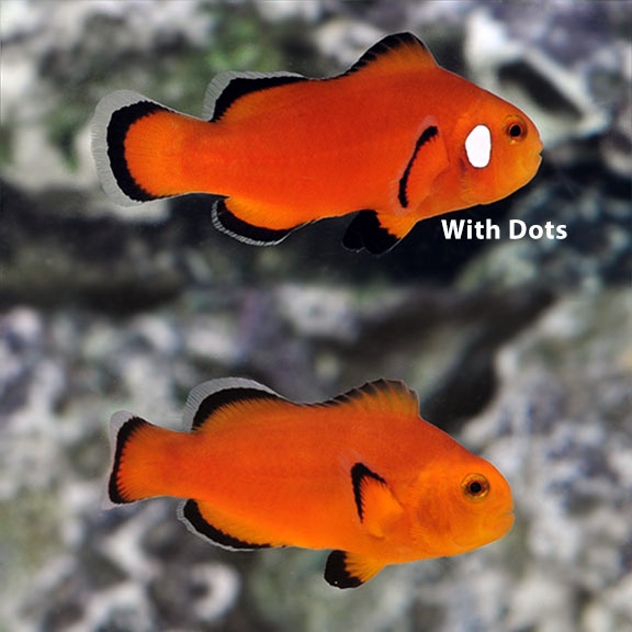 Naked Ocellaris Clownfish, Captive-Bred ORA® Naked Ocellaris Clownfish, Captive-Bred ORA®