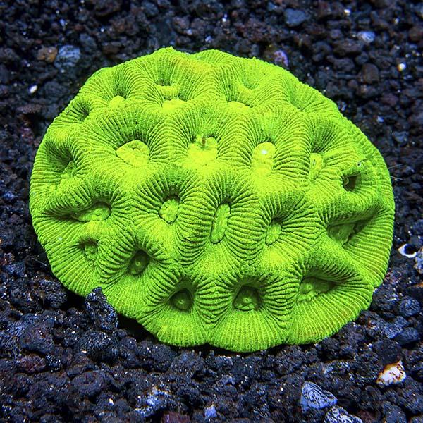 goniastrea coral aquacultured coral care chart