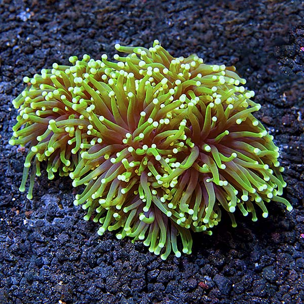 Torch Coral