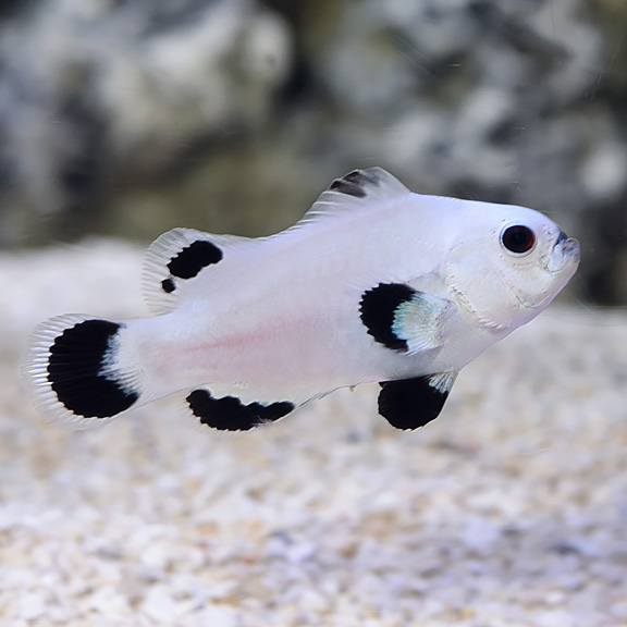 Proaquatix Captive-Bred Snow Storm Clownfish