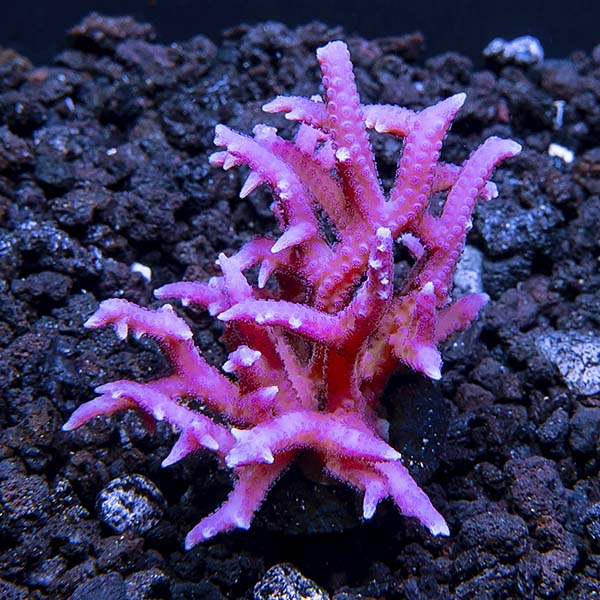 ORA® Aquacultured Pink Birdsnest Coral