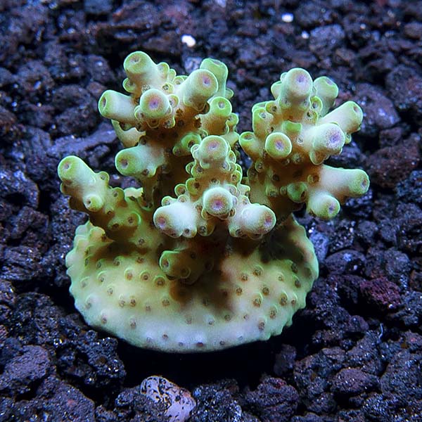 ORA® Aquacultured Skyline Granulosa Coral ORA® Aquacultured Skyline Granulosa Coral