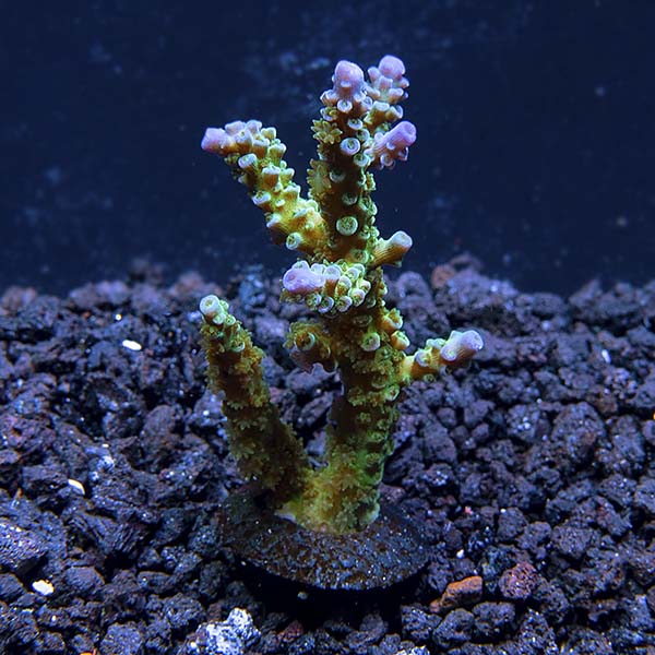 Aquacultured Blue Voodoo Acropora Coral Aquacultured Blue Voodoo Acropora Coral