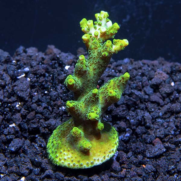 ORA® Aquacultured Green Planet Acropora Coral ORA® Aquacultured Green Planet Acropora Coral