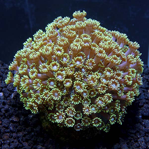 ORA® Aquacultured Marshall Island Long Polyp Goniopora Coral ORA® Aquacultured Marshall Island Long Polyp Goniopora Coral