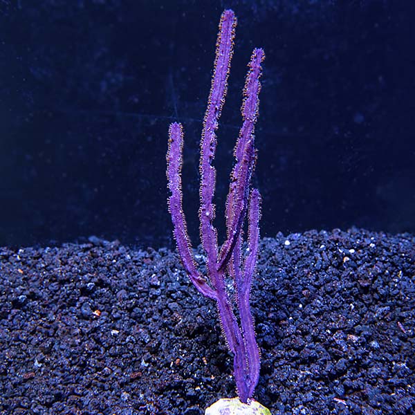 Purple Ribbon Gorgonian