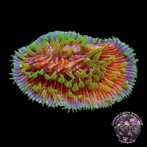 Herpolitha Tongue Coral, Purple & Green, Aquacultured Herpolitha Tongue Coral, Purple & Green, Aquacultured
