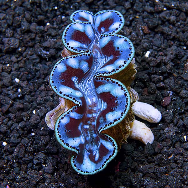 Maxima Clam Ultra, Coco's - Aquacultured