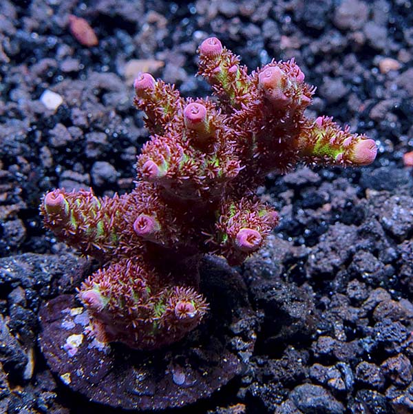 ORA® Aquacultured Red Planet Table Acropora Coral