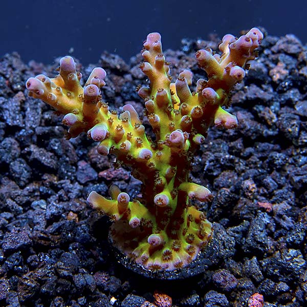 ORA® Aquacultured The Carl Acropora Coral ORA® Aquacultured The Carl Acropora Coral