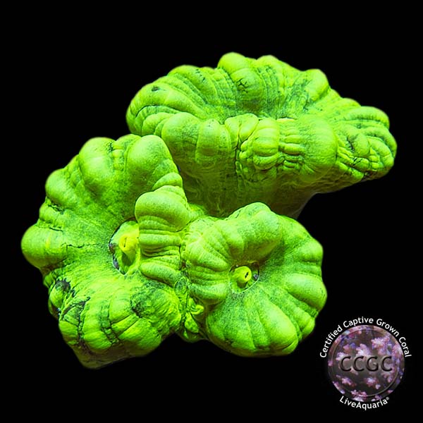 LiveAquaria® CCGC Aquacultured Neon Green Caulastrea Coral LiveAquaria® CCGC Aquacultured Neon Green Caulastrea Coral