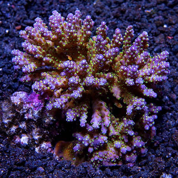 Bright Color Aussie Acropora 3 Pack Bright Color Aussie Acropora 3 Pack