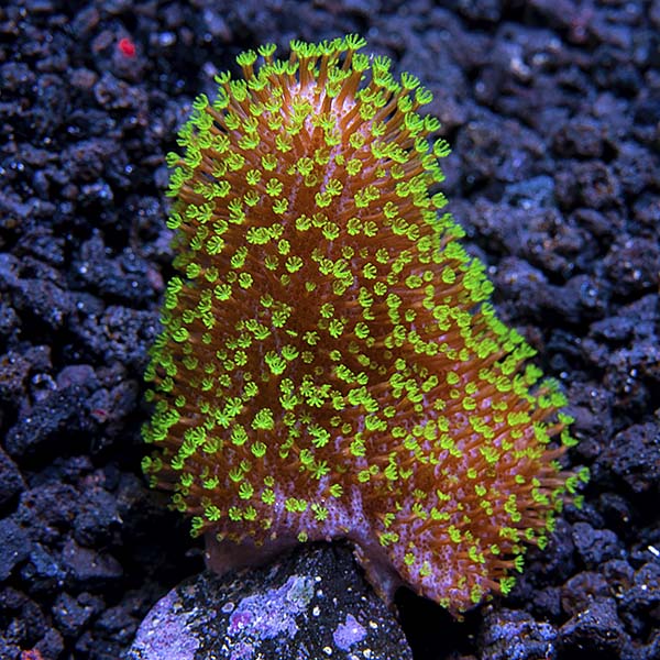 Soft Coral 3 Pack, Maricultured Soft Coral 3 Pack, Maricultured