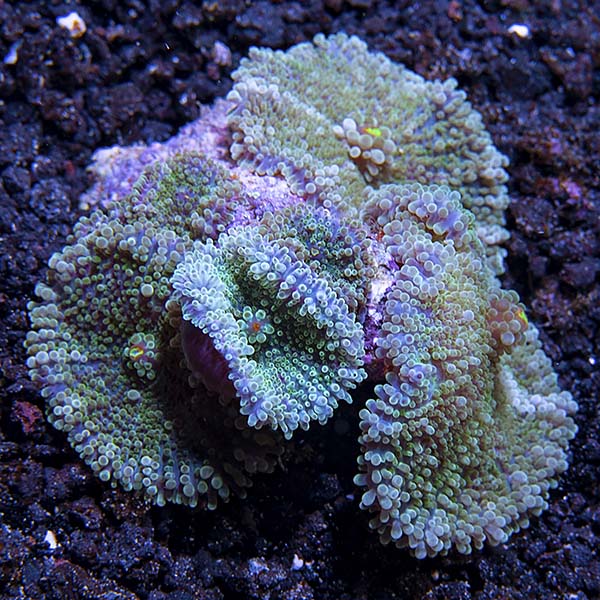 Tongan Soft Coral 3 Pack Tongan Soft Coral 3 Pack