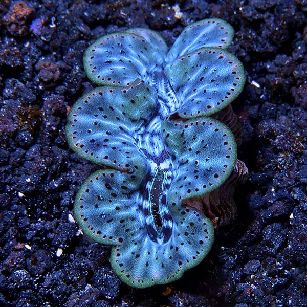 Maxima Clam, Micronesia - Aquacultured